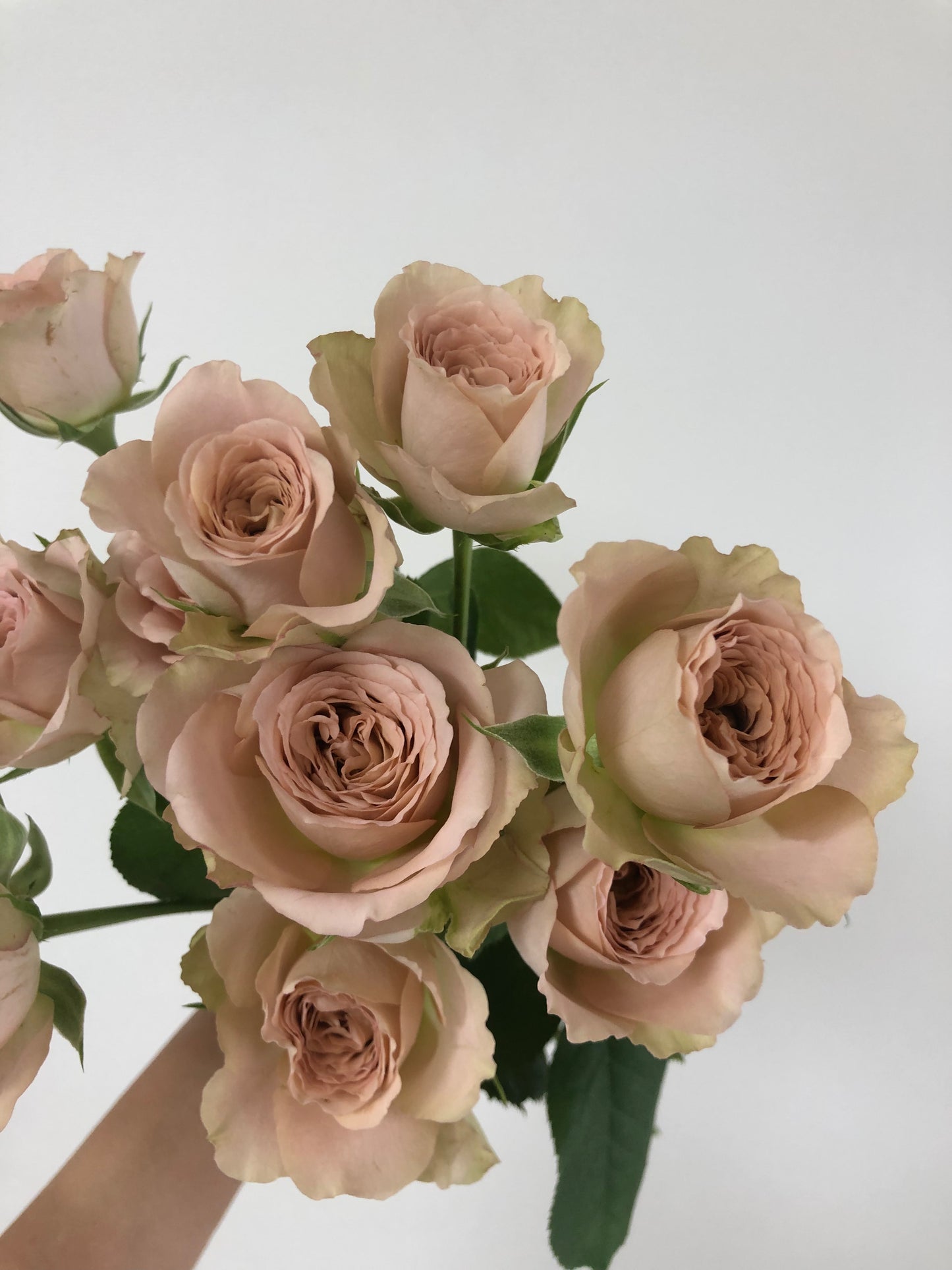 Cafe Latte Bouquet Workshop